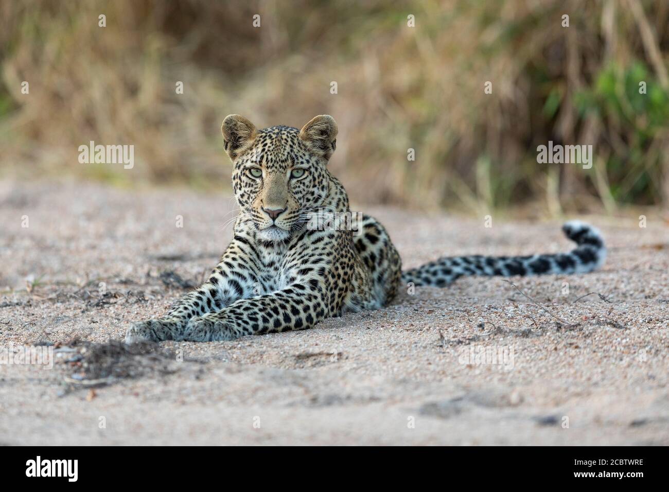 Head on of an adult leopard lying down in a river bed looking straight at camera in Kruger Park South Africa Stock Photo