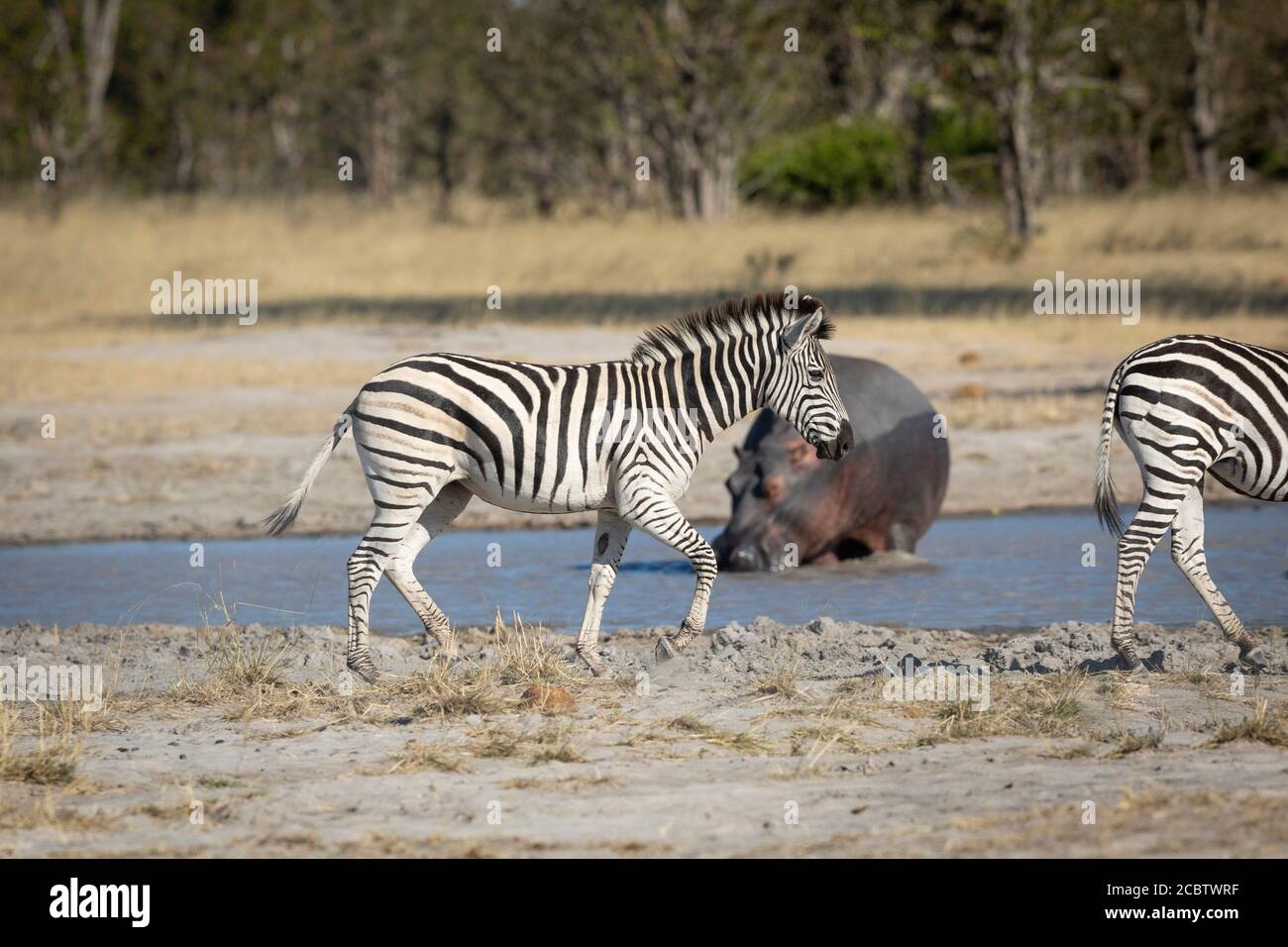 Zebra side view walking at the edge of water with hippo in a background in Moremi Okavango Delta Botswana Stock Photo