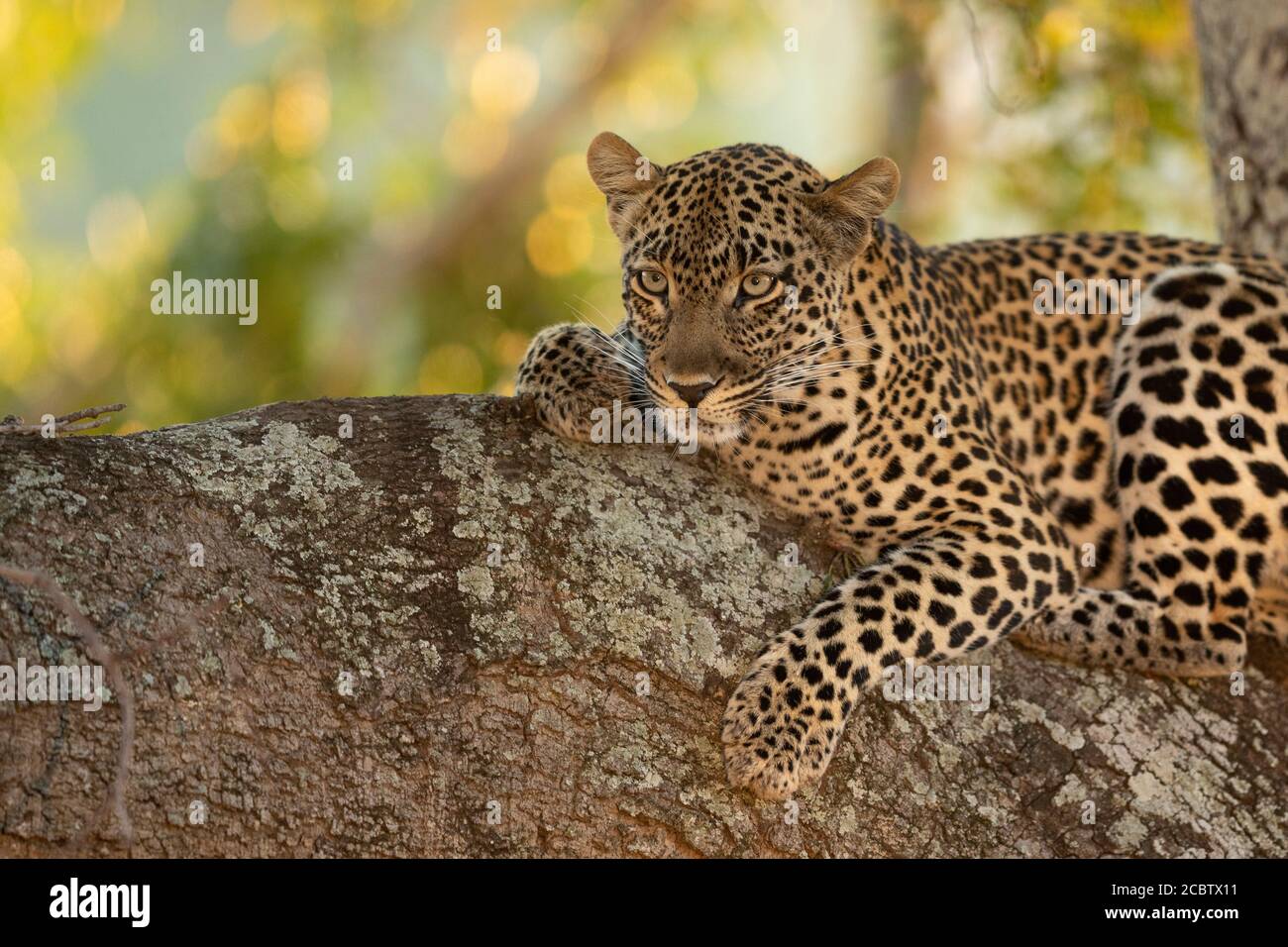 Horizontal portrait of leopard with beautiful face lying down on a tree branch in Kruger Park South Africa Stock Photo