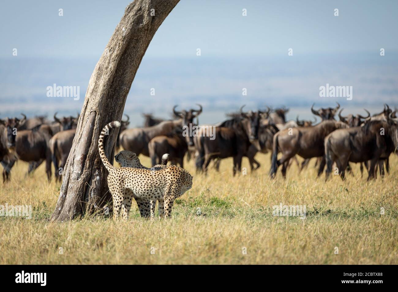 Two adult cheetah standing by a tree smelling and marking territory with a herd of wildebeest in background in Masai Mara Kenya Stock Photo