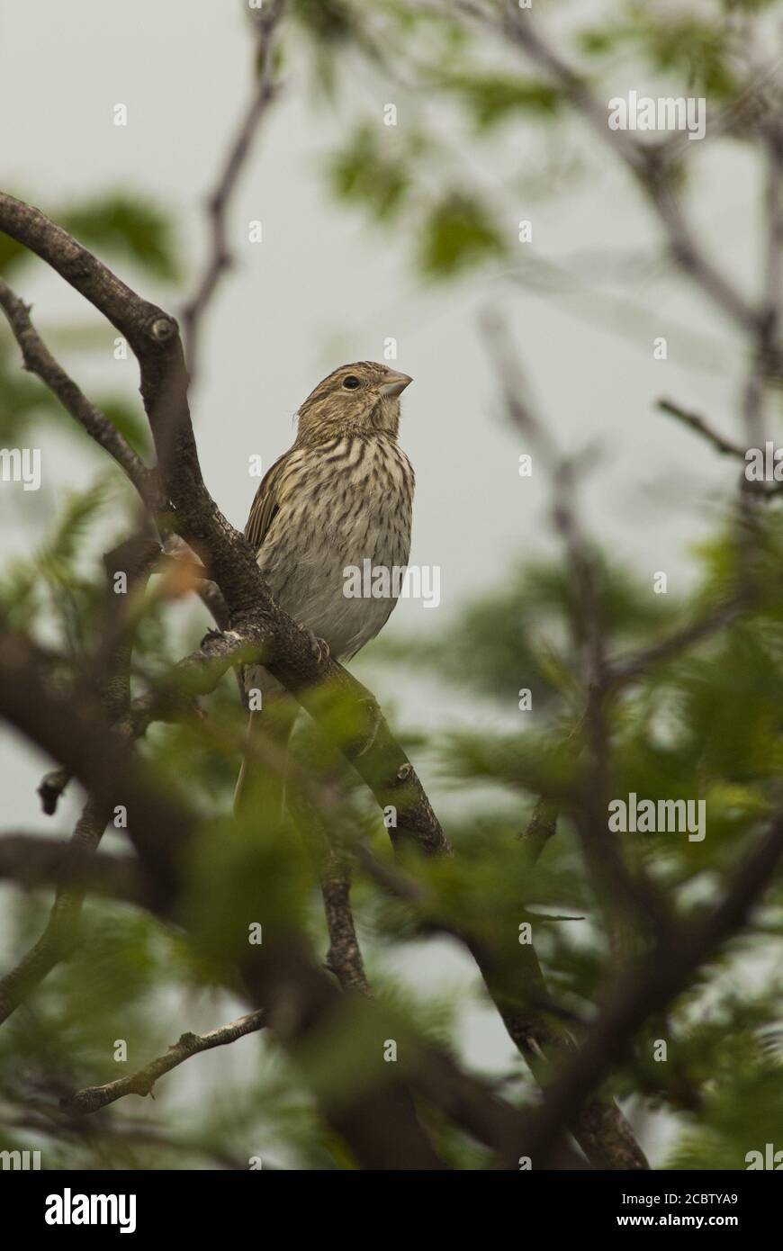 Shot cute common reed hi-res stock photography and images - Alamy