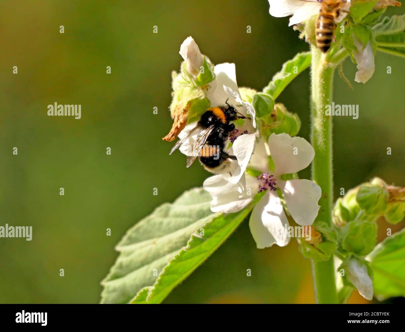 white-tailed bumblebee on marshmellow flower Stock Photo