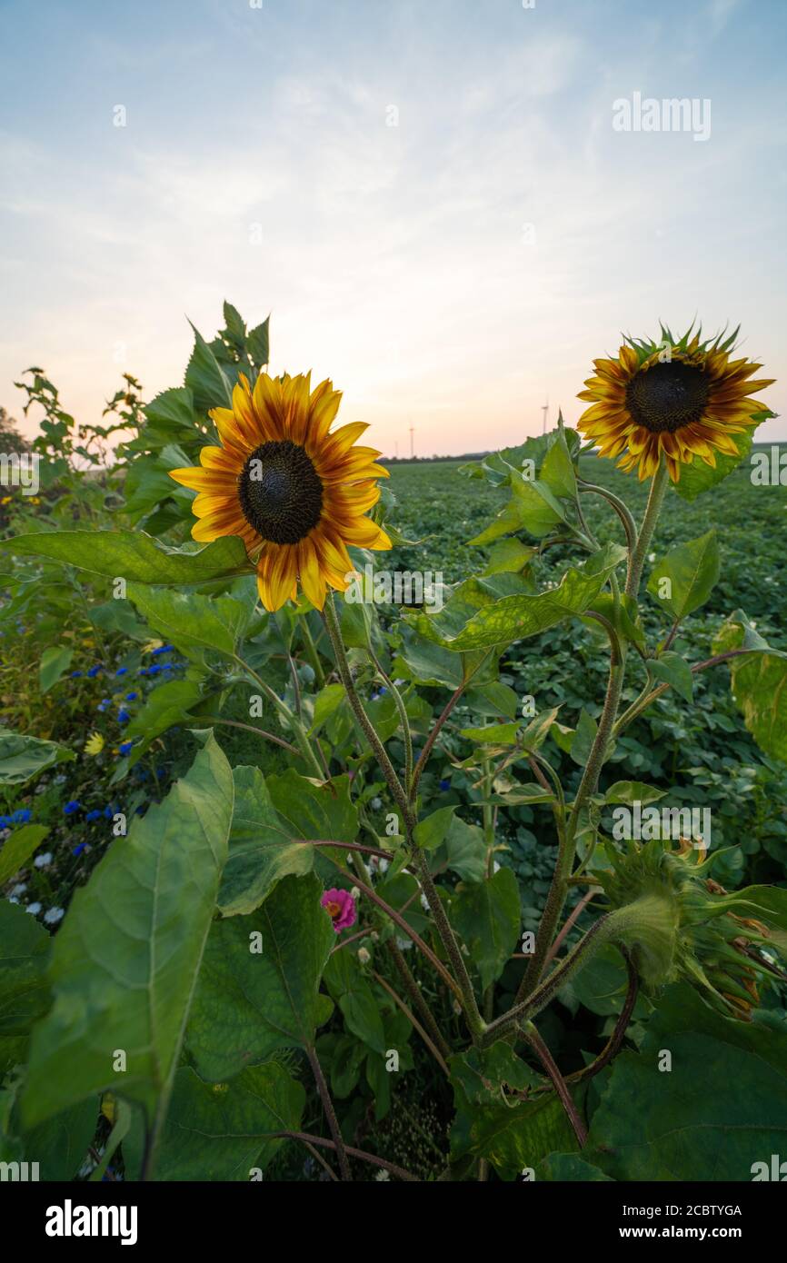 Vertical shot of sunflowers growing in a field with a sunset sky ...