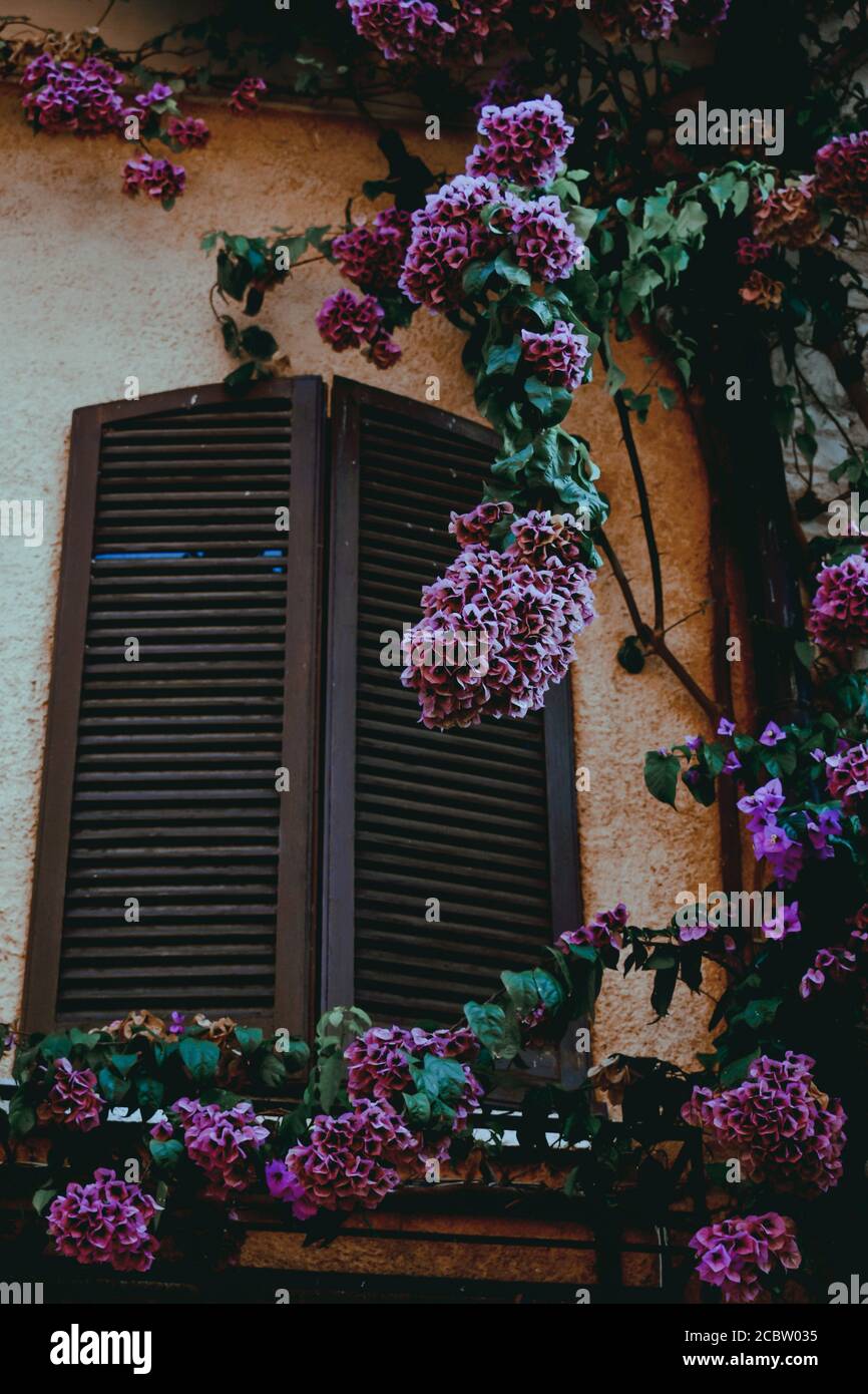 Beautifully blossomed purple flowers growing on the house wall Stock ...