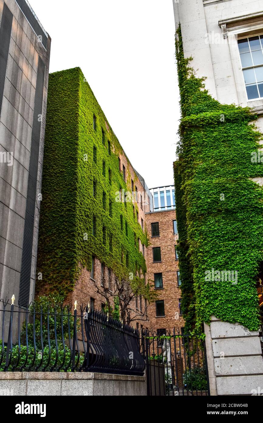 Building walls covered in vines Stock Photo Alamy