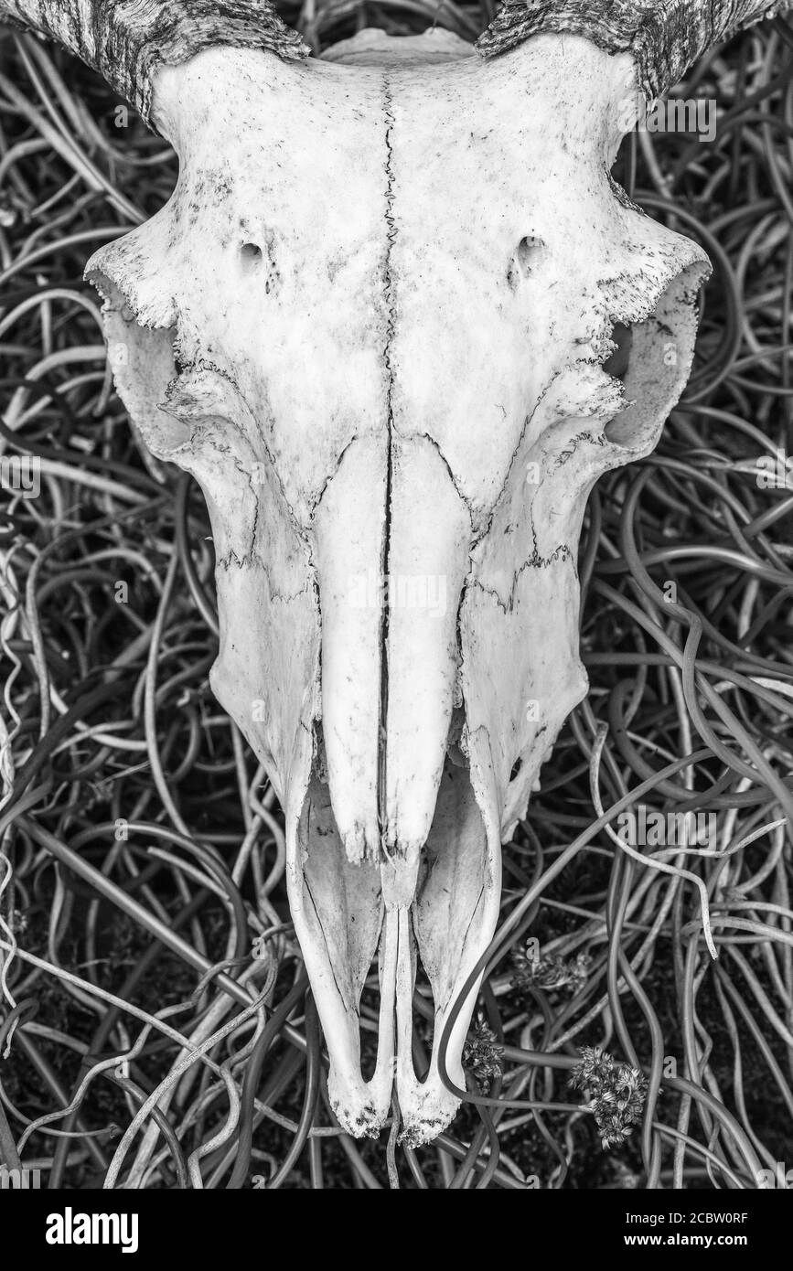 Horned sheep skull on a background of curly rush. Stock Photo
