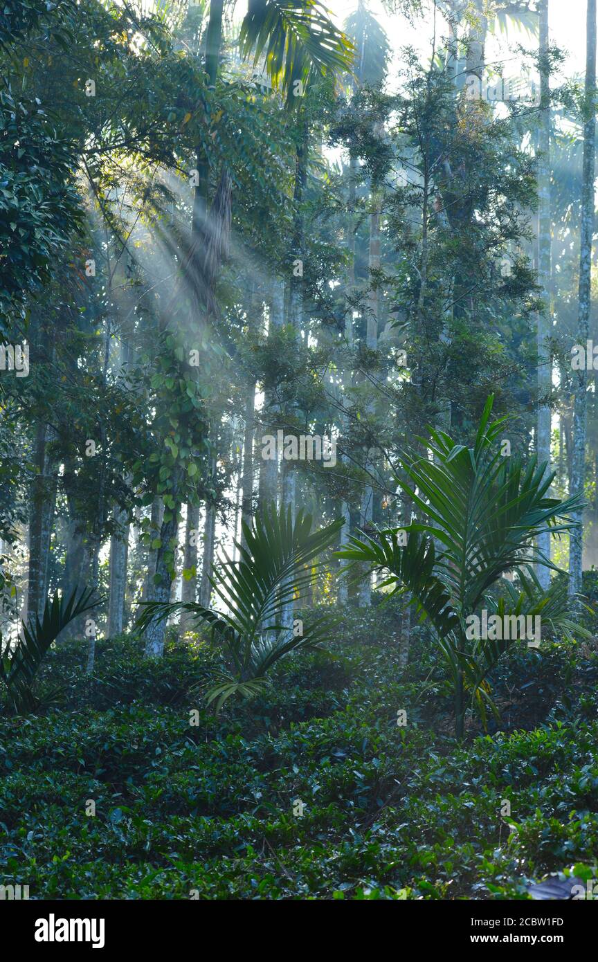 image shows morning sunlight falling on tea and arecanut plants. The beams of light are visible.  Light represents hopes, healing, happiness, positivi Stock Photo