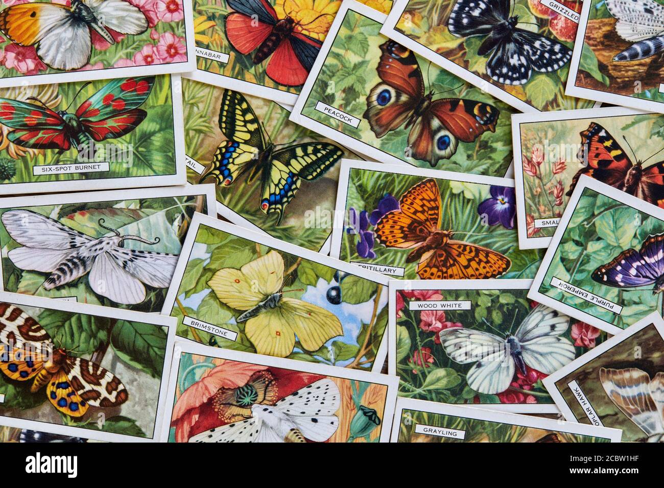 Butterflies and Moths cigarette card set by Gallaher from 1938 Stock Photo Alamy