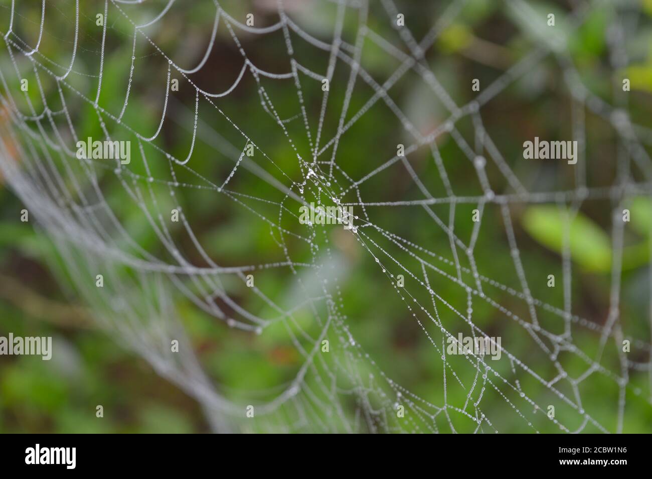 spider web with dew drops in the morning. Dry spider silk forms a ...