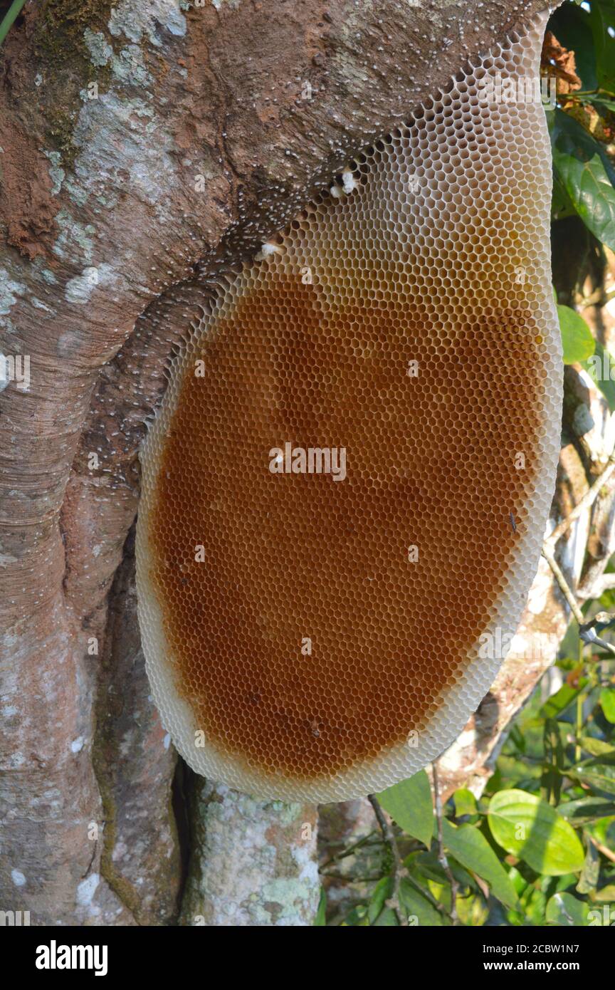 Image of a natural honeycomb on a tree bark. The concise and orderly pattern of comb is a symbol for structure, order, utility and strength - and with Stock Photo