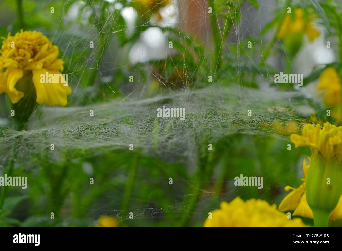 Spiders web design have an interesting concept behind it. The designs