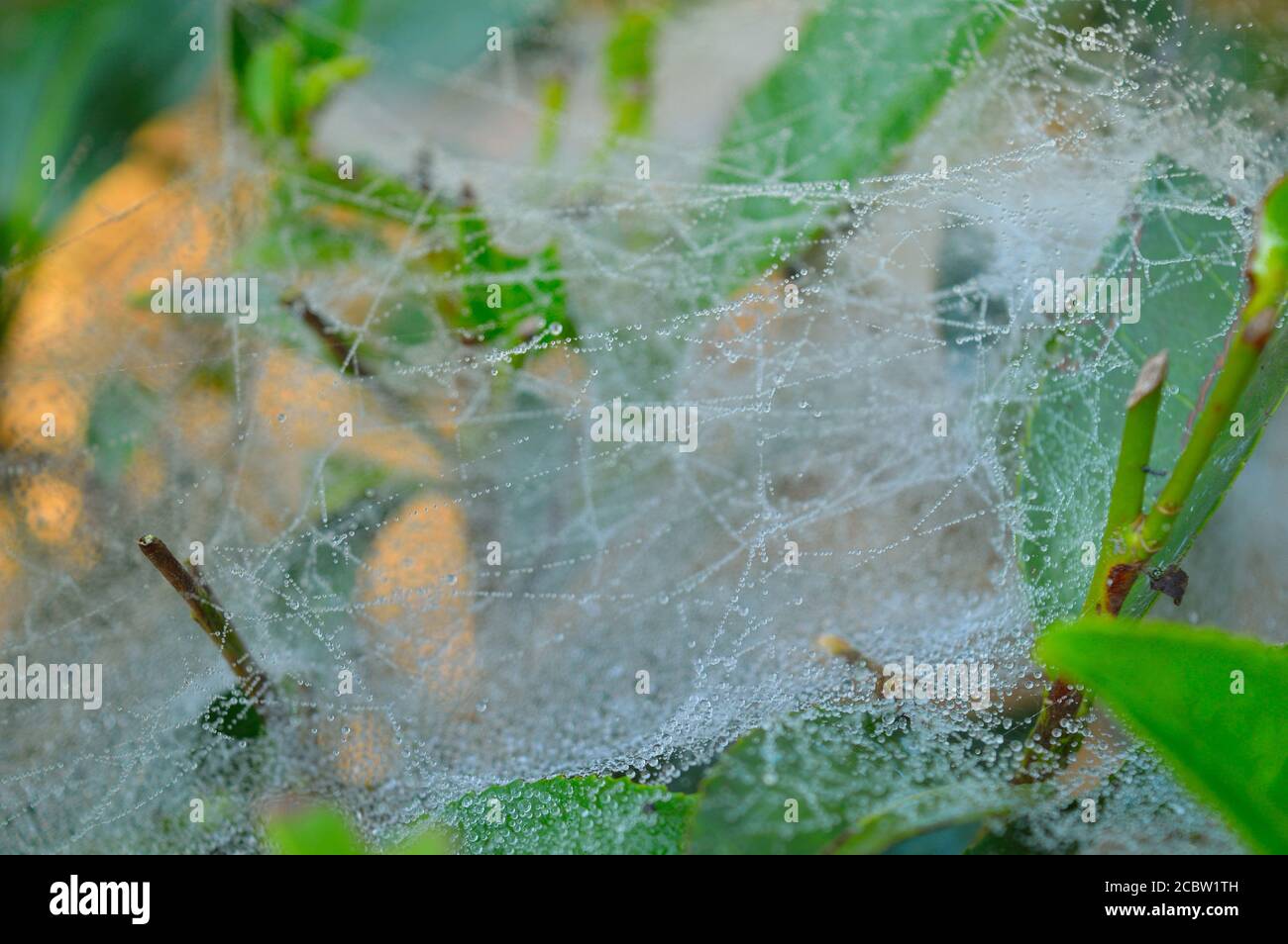 spider web with dew drops in the morning. Dry spider silk forms a ...