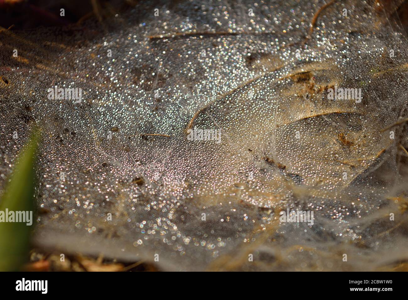 spider web with dew drops in the morning. Dry spider silk forms a ...
