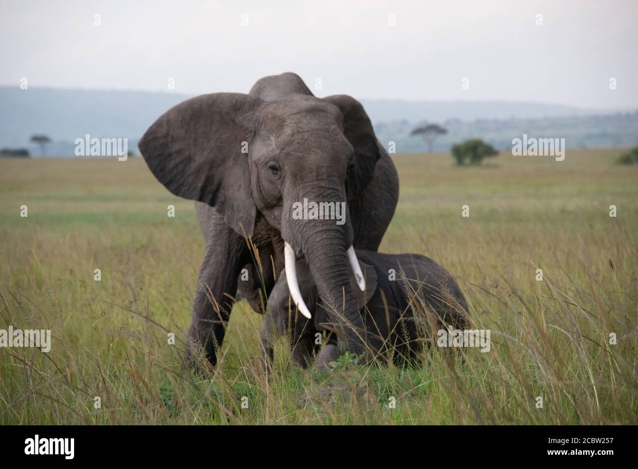 Mother elephant and her calf share a tender moment in the wild Stock ...