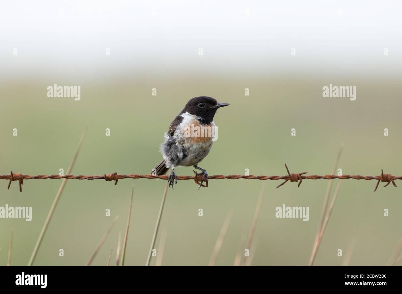 Stonechat on barbed wire at Kex Gill Moor Stock Photo