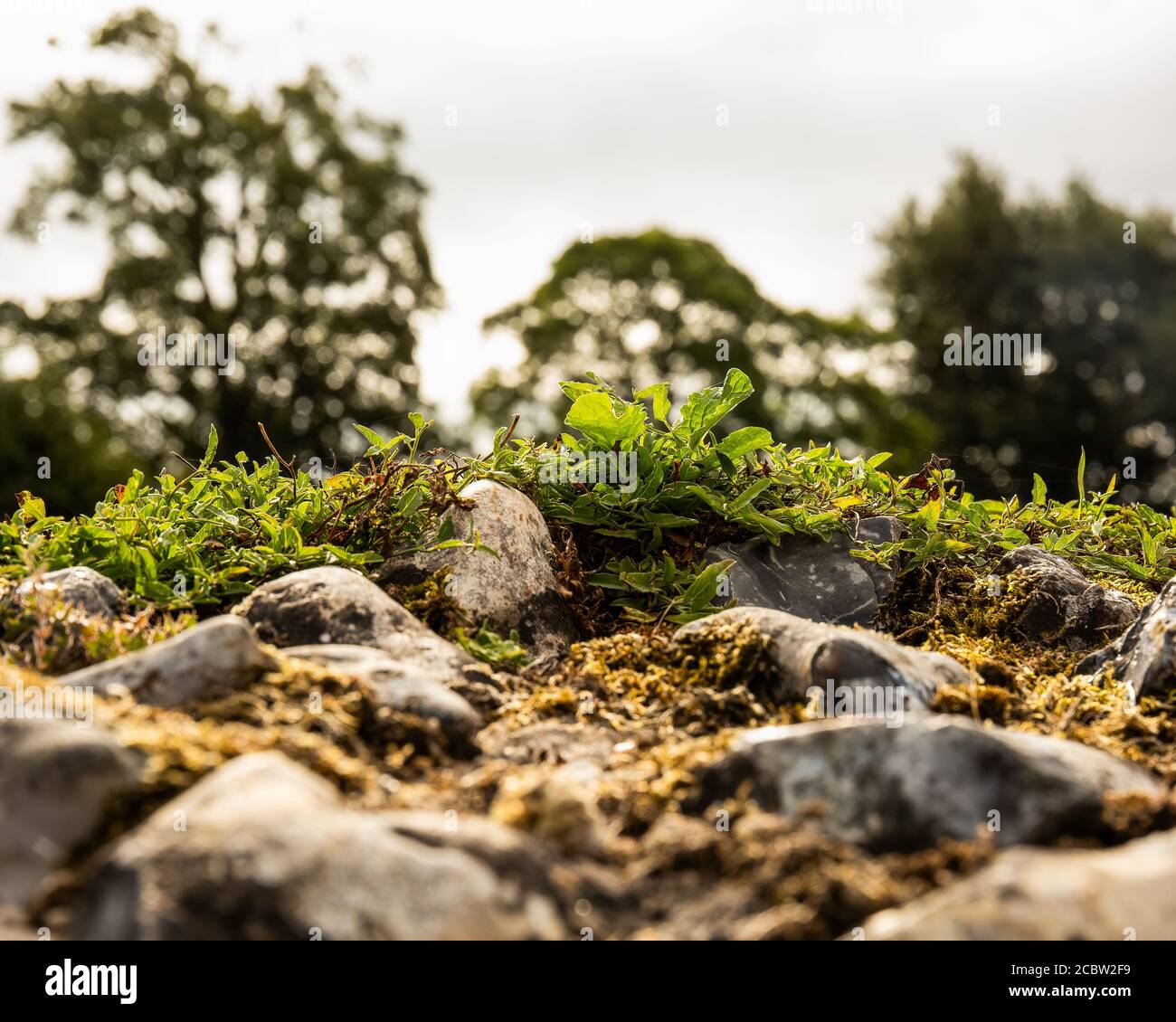 Selective focus Medieval flint stone wall ruins with multi color texture with background of distant trees Stock Photo