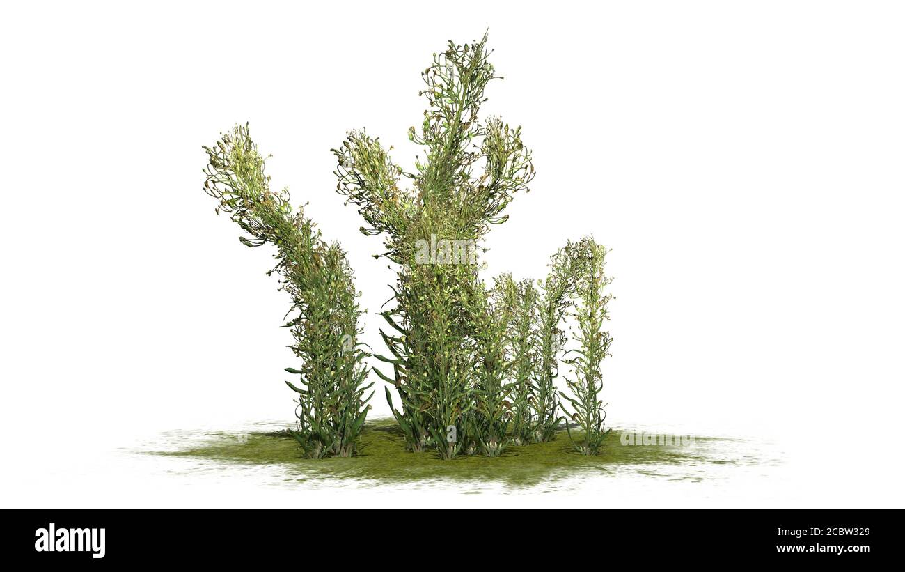 Knapweed on grass floor - isolated on white background - 3D illustration Stock Photo