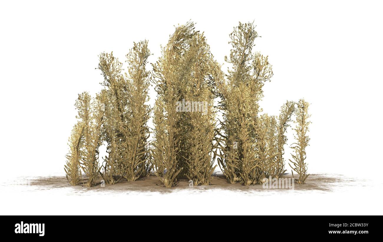 Knapweed cluster in the autumn on a sand area - isolated on white background -3D illustration Stock Photo