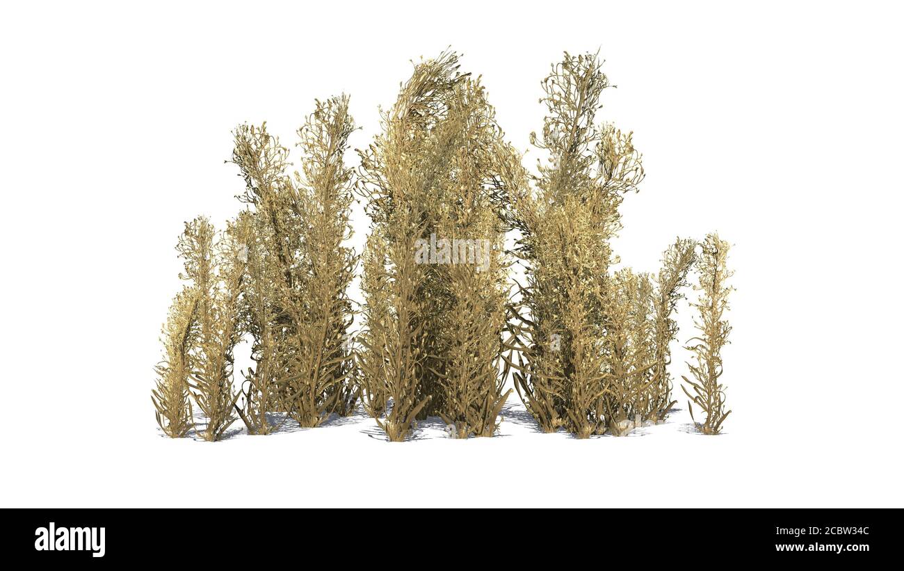 Knapweed cluster in the autumn - isolated on white background -3D illustration Stock Photo