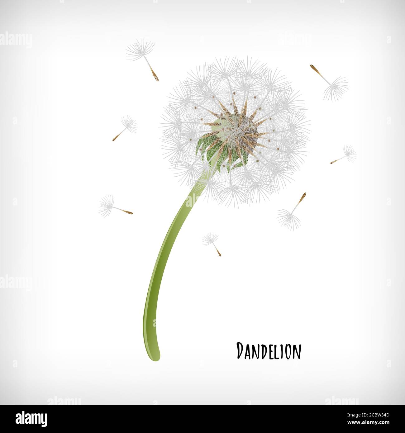 Dandelion plant with flying seeds in the wind isolated on white background. Lettering Dandelion. Hand drawn herb icon. Element for print, cards, web designs. Vector illustration. Stock Vector