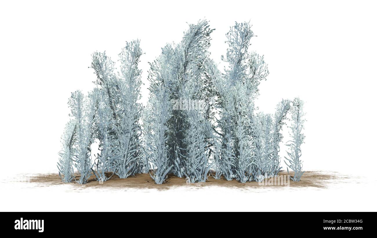 Knapweed cluster in the winter on sand floor - isolated on white background - 3D illustration Stock Photo