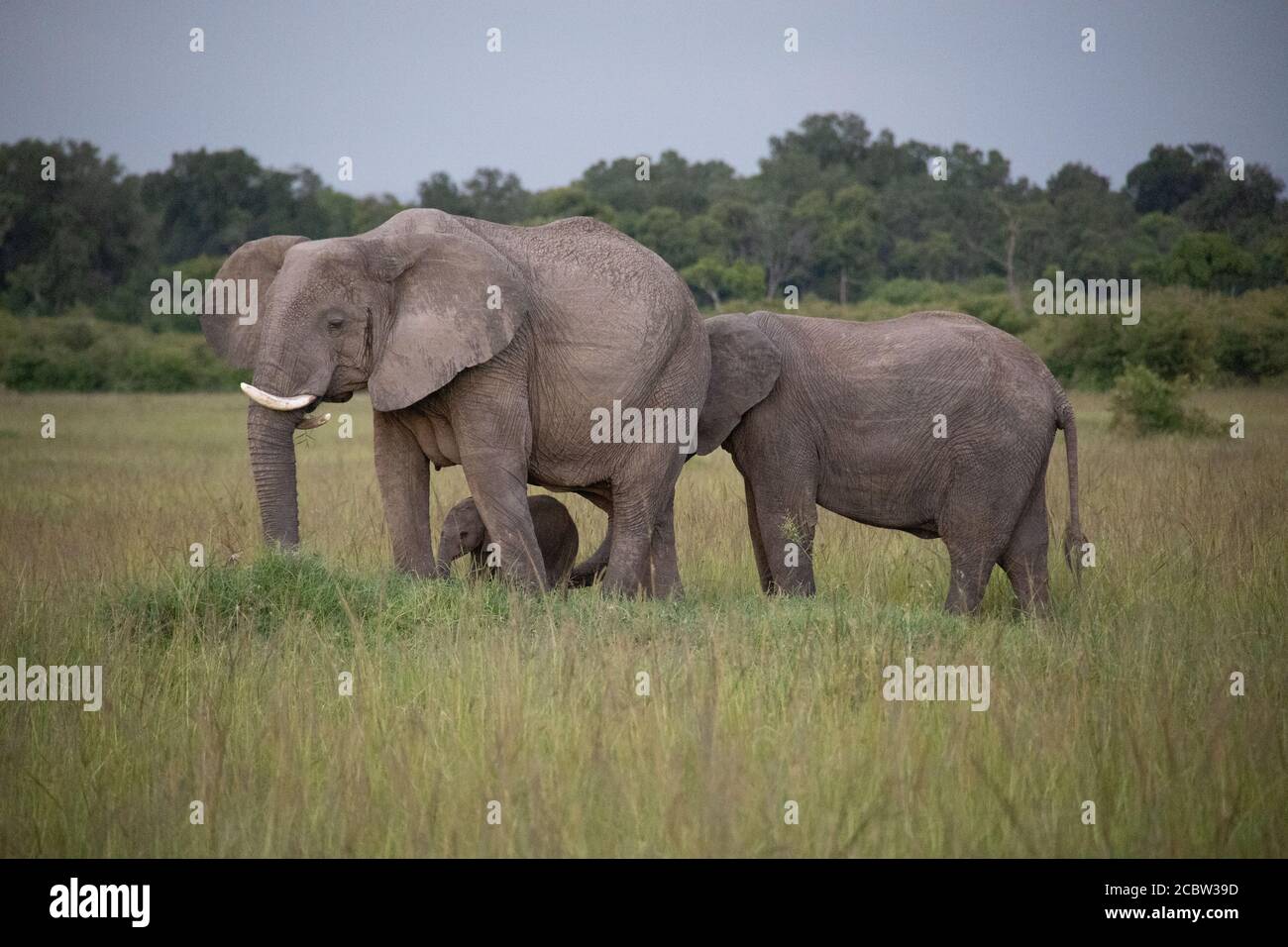 Mother elephant and her calf share a tender moment in the wild Stock ...