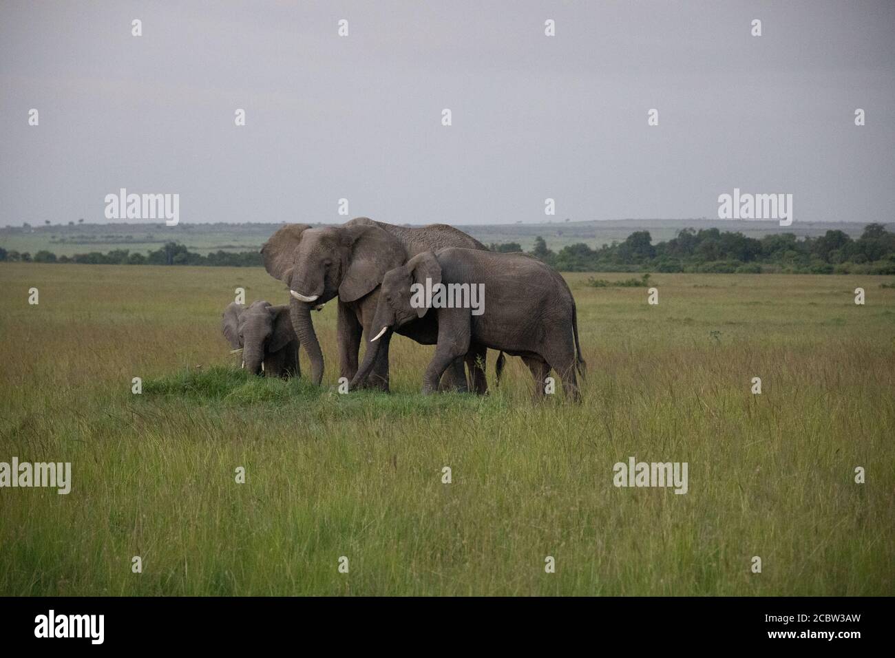 Mother elephant and her calf share a tender moment in the wild Stock ...