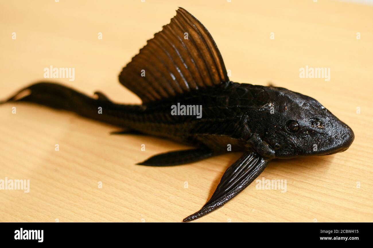Sucker-mouth catfish (Hypostomus plecostomus) on wood background. Stock Photo