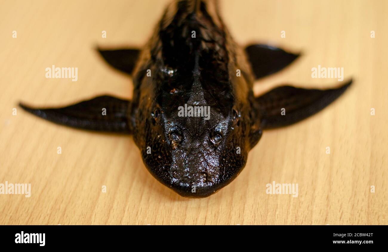 Sucker-mouth catfish (Hypostomus plecostomus) on wood background. Stock Photo