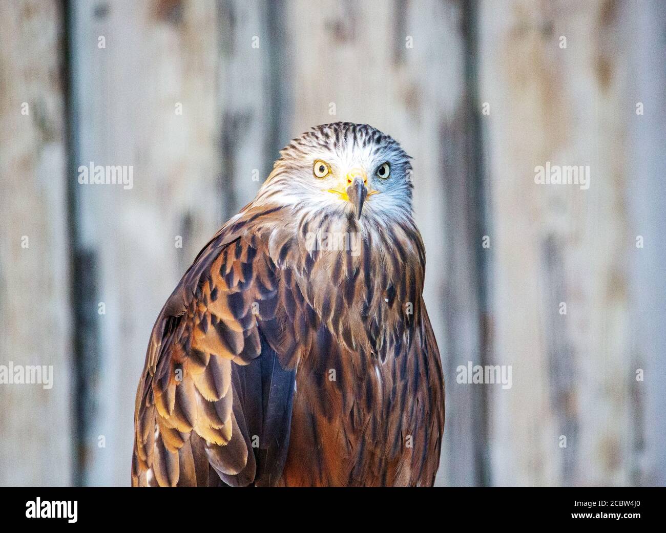 Front view of a red kite, Milvus milvus, he a medium large bird of prey in the family Accipitridae, which also includes many other diurnal raptors suc Stock Photo