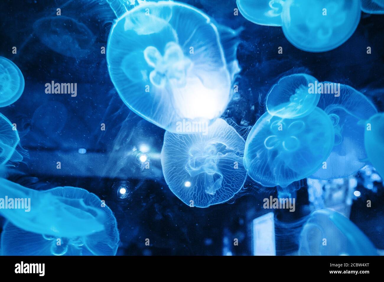 Closeup of a Beautiful Moon Jellyfish (Aurelia aurita) Suspended in Water and Surrounded with Many Other Jellies with a Glowing Light. Beautiful and r Stock Photo