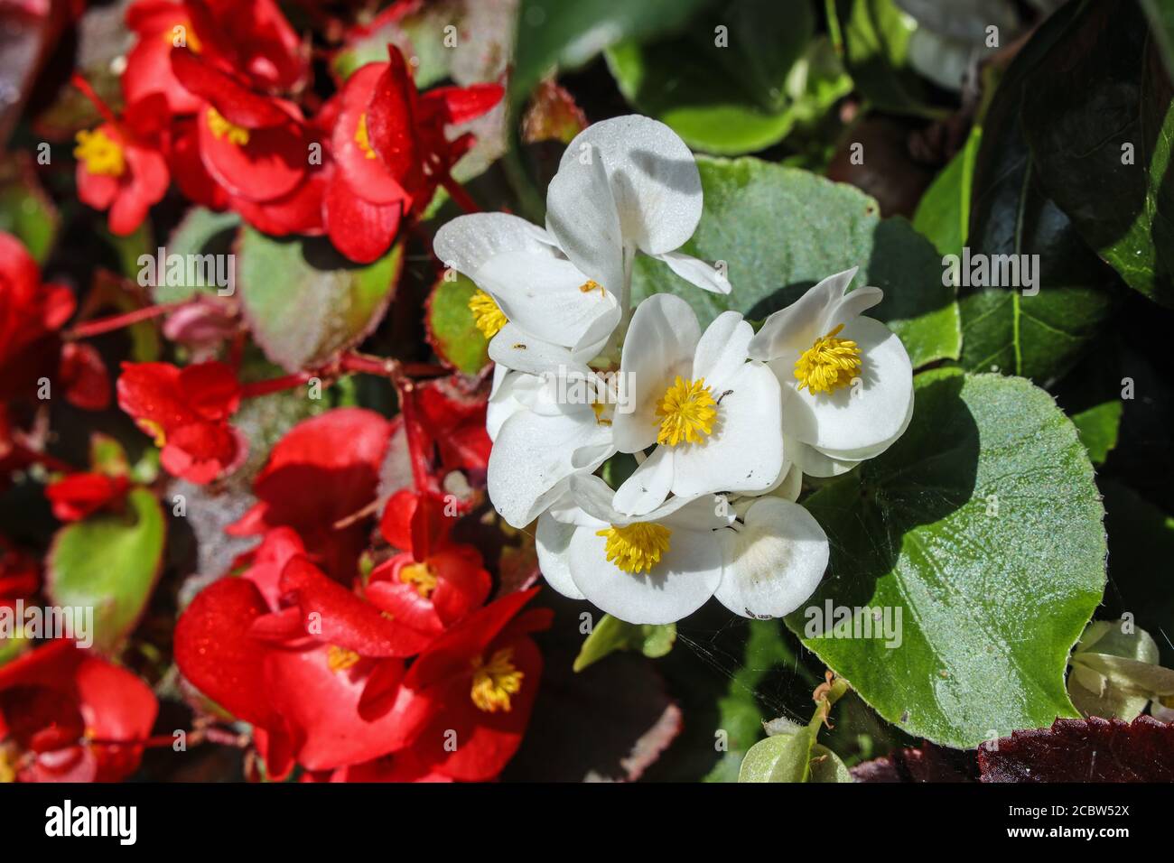 Waxy and colourful Begonia garden flowers growing in a tub Stock Photo