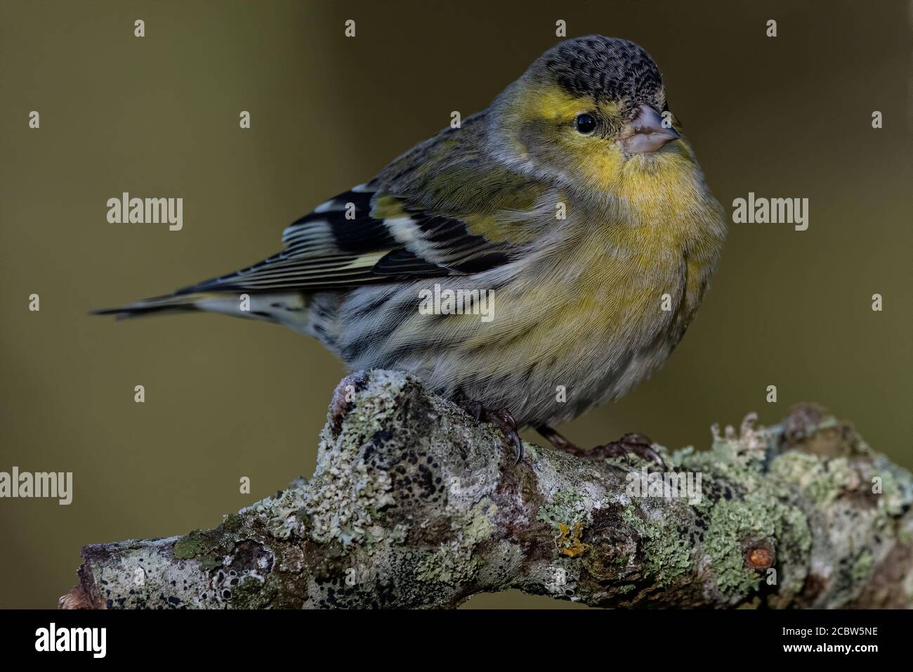 Female Siskin on a branch in Woodland Stock Photo
