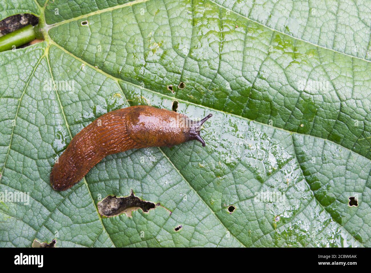 Detail of slug arion lusitanicus on leaf in the garden Stock Photo