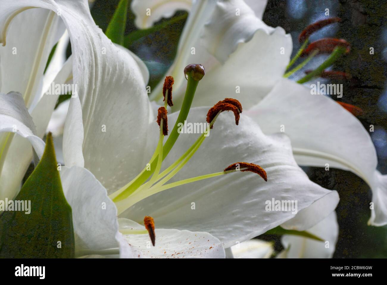 White Lily flowers, Theodor Haber variety Stock Photo
