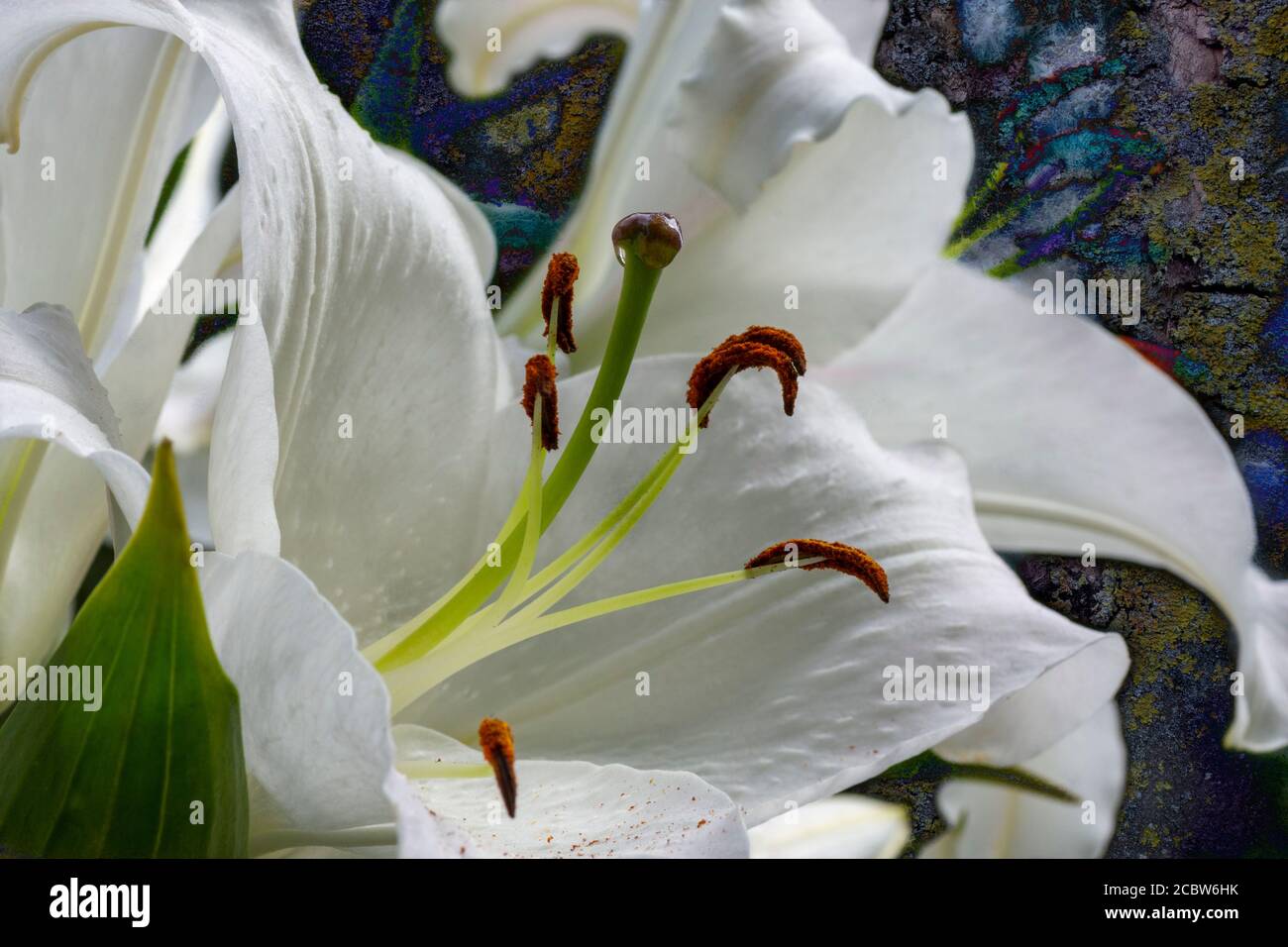 White Lily flowers, Theodor Haber variety Stock Photo