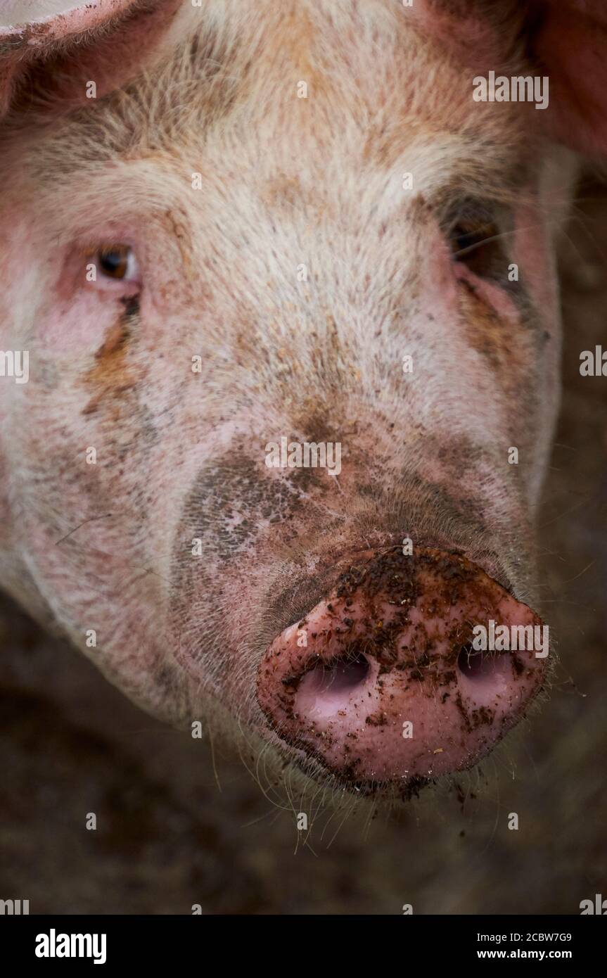 Closeup of the face with dirty nose of a domestic white pig (Sus domesticus) in a pigsty (Majorca, Balearic Islands, Spain) Stock Photo
