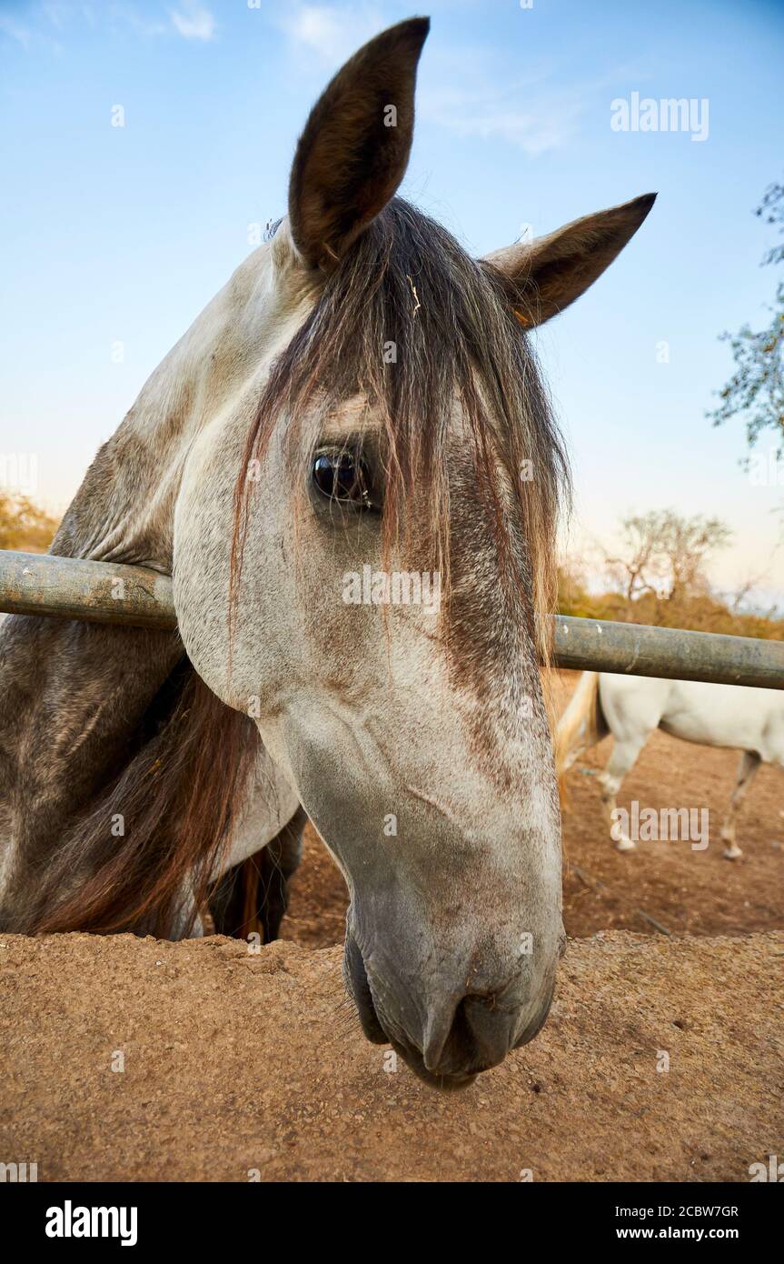 Head of a horse in an enclosure in the countryside near s’Alquería Blanca, in southern Majorca (Santanyí, Majorca, Balearic Islands, Spain) Stock Photo