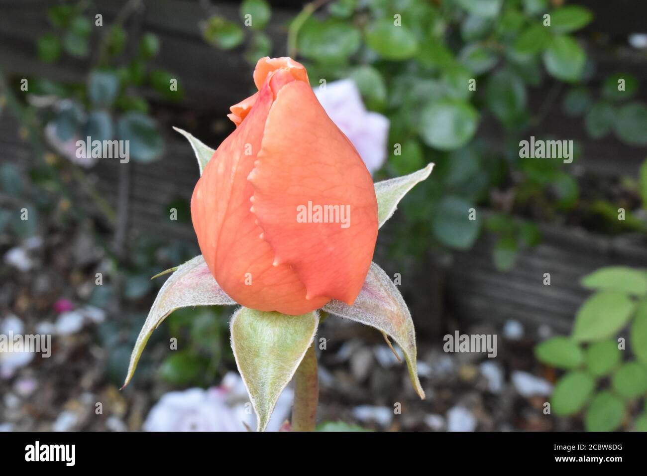 Free Stock Photo of Rich Colored Closed Rose Bud — HD Images