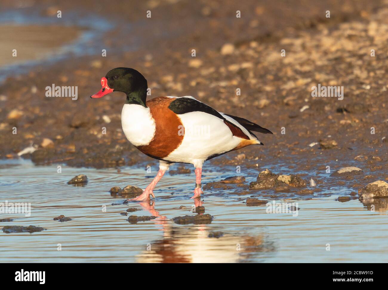 Shelduck in hi-res stock photography and images - Alamy
