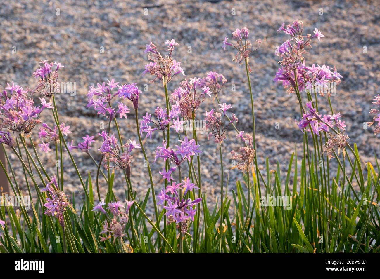 Flowers pink wildflowers greece hires stock photography and images Alamy