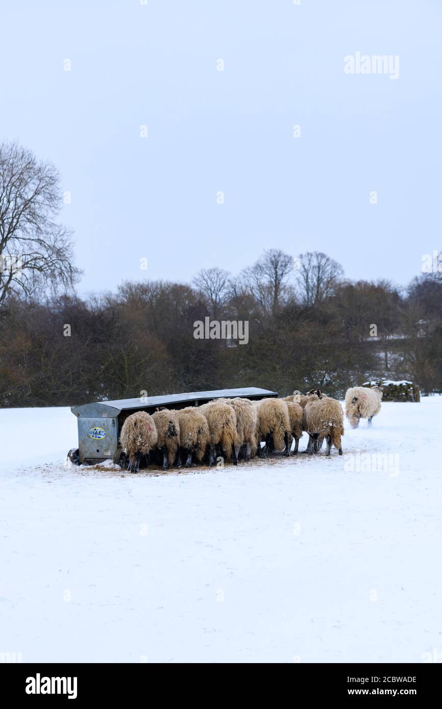 Cold snowy winter day & hungry sheep standing in snow (bleak exposed field) gathered round hayrack eating hay - Ilkley Moor, Yorkshire England UK. Stock Photo