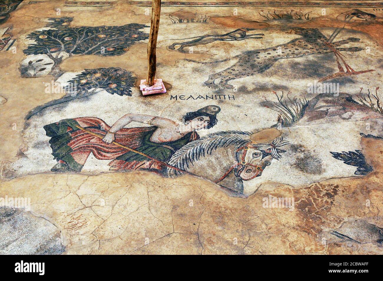 A mosaic at the site of Haleplibache in Sanliurfa (Urfa) in south-eastern  Turkey. This mosaic depicts Amazon queen Melanippe hunting wild animals  Stock Photo - Alamy