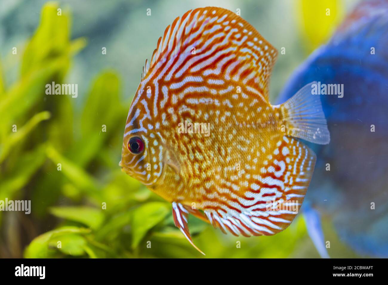 Close up view of gorgeous checkerboard pigeon blood discus aquarium fish. Hobby concept. Stock Photo