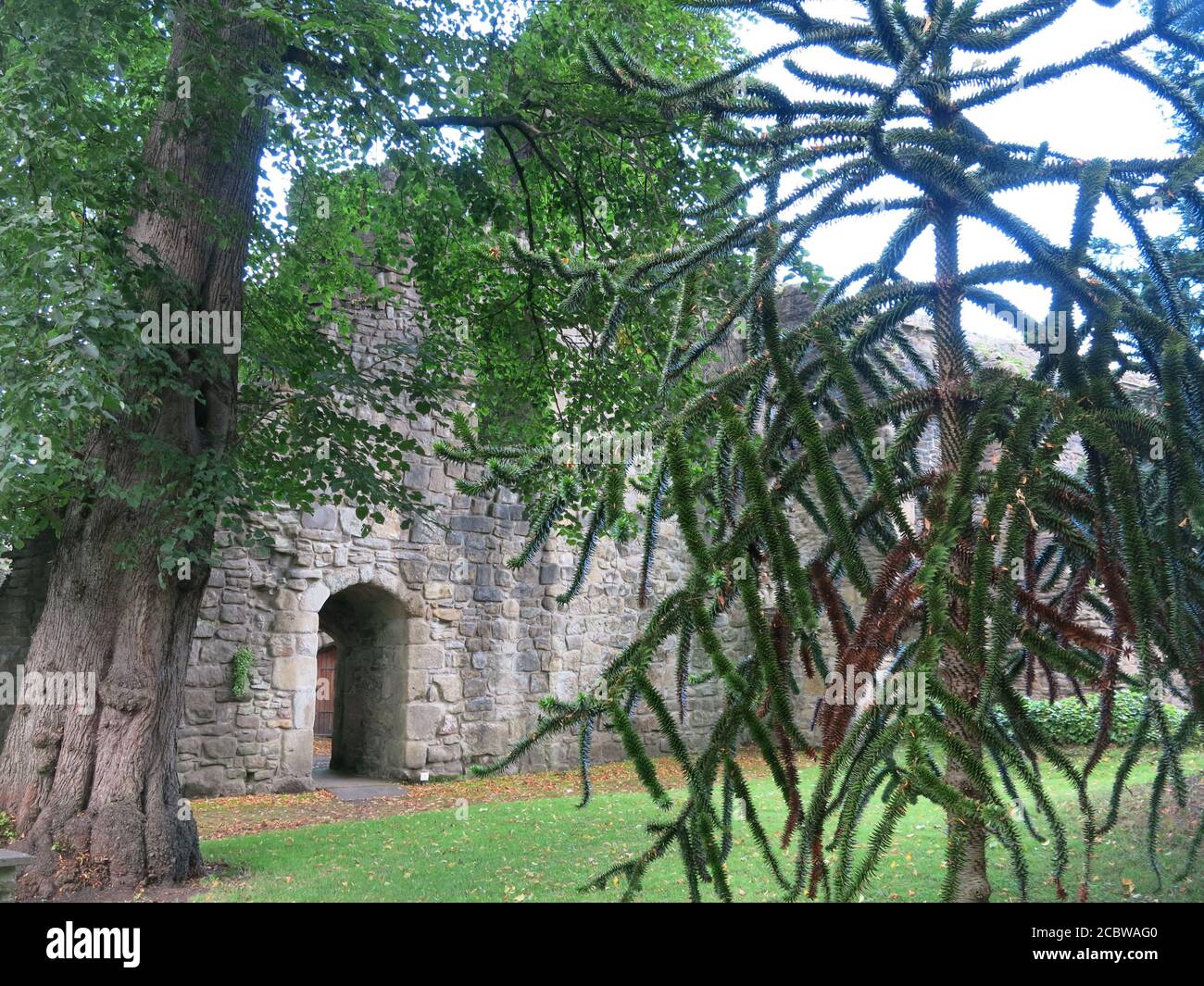 The grounds of Whalley Abbey in the Ribble Valley with ancient stone walls and a monkey puzzle tree. Stock Photo