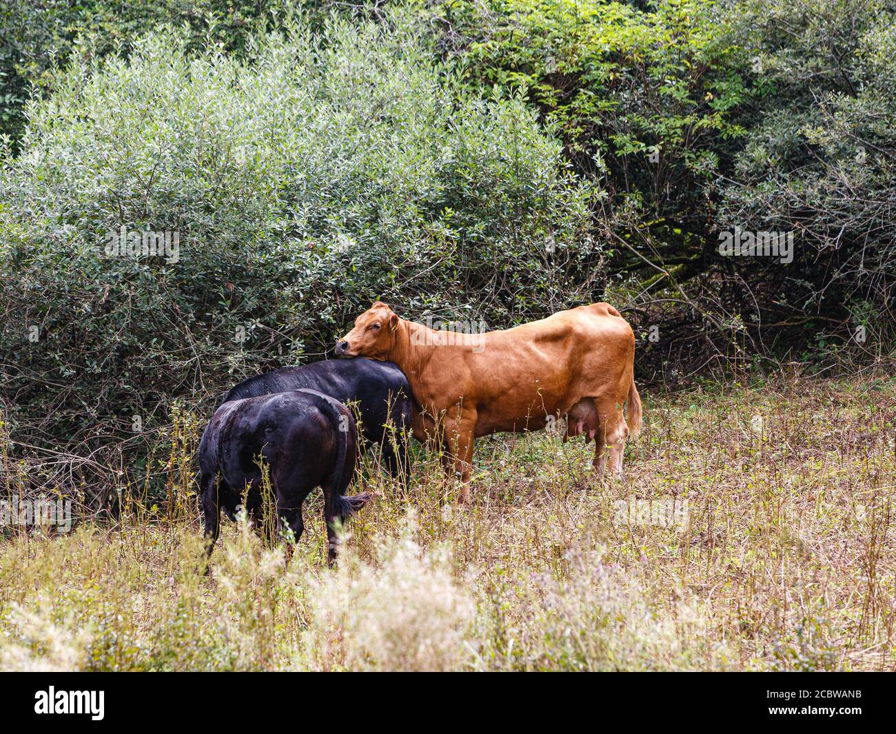 cattle is grazing on a meadow Stock Photo