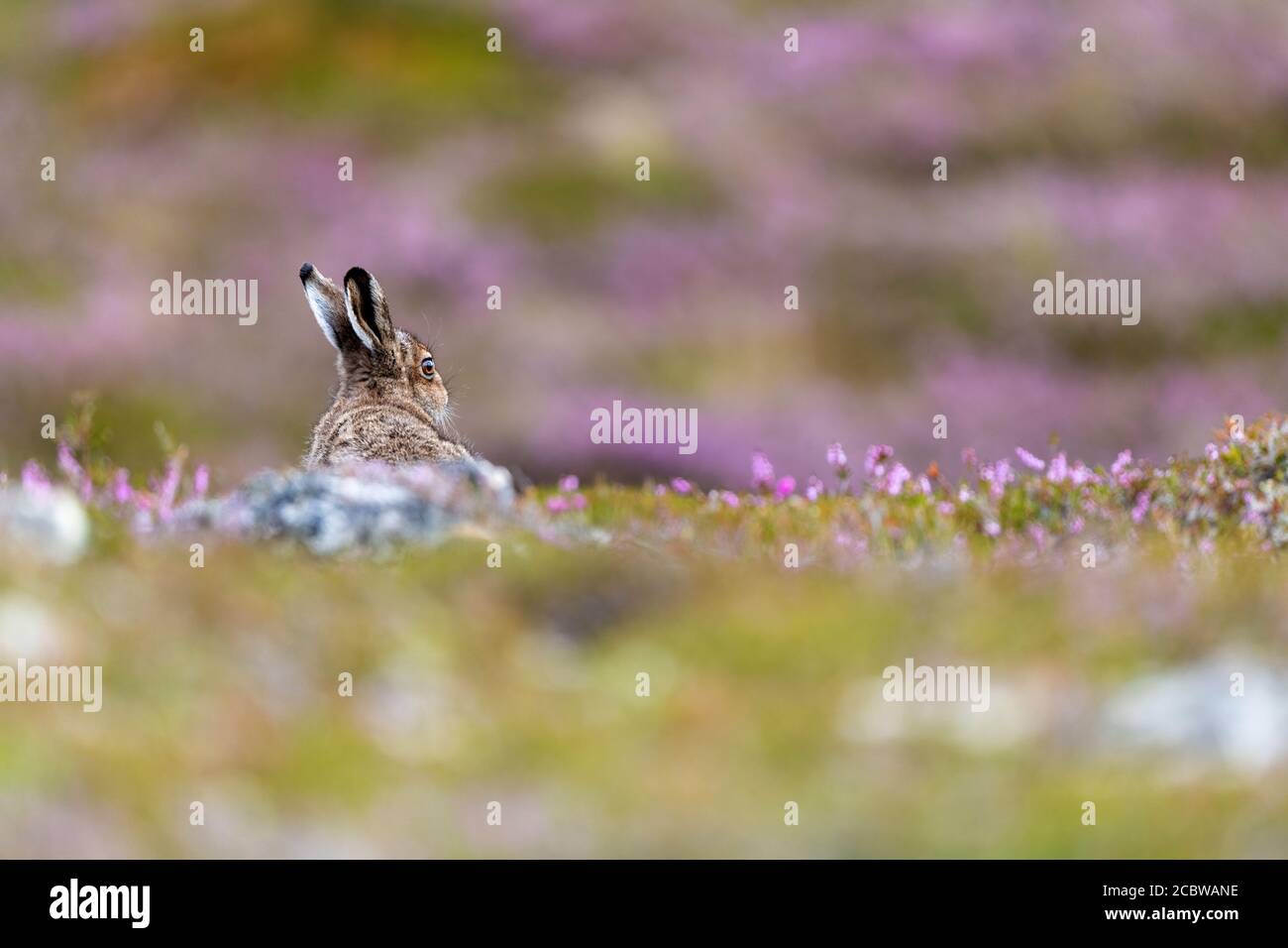 Mountain hare (lepus timidus) sitting with back to camera on pink flowering heather moorland Stock Photo