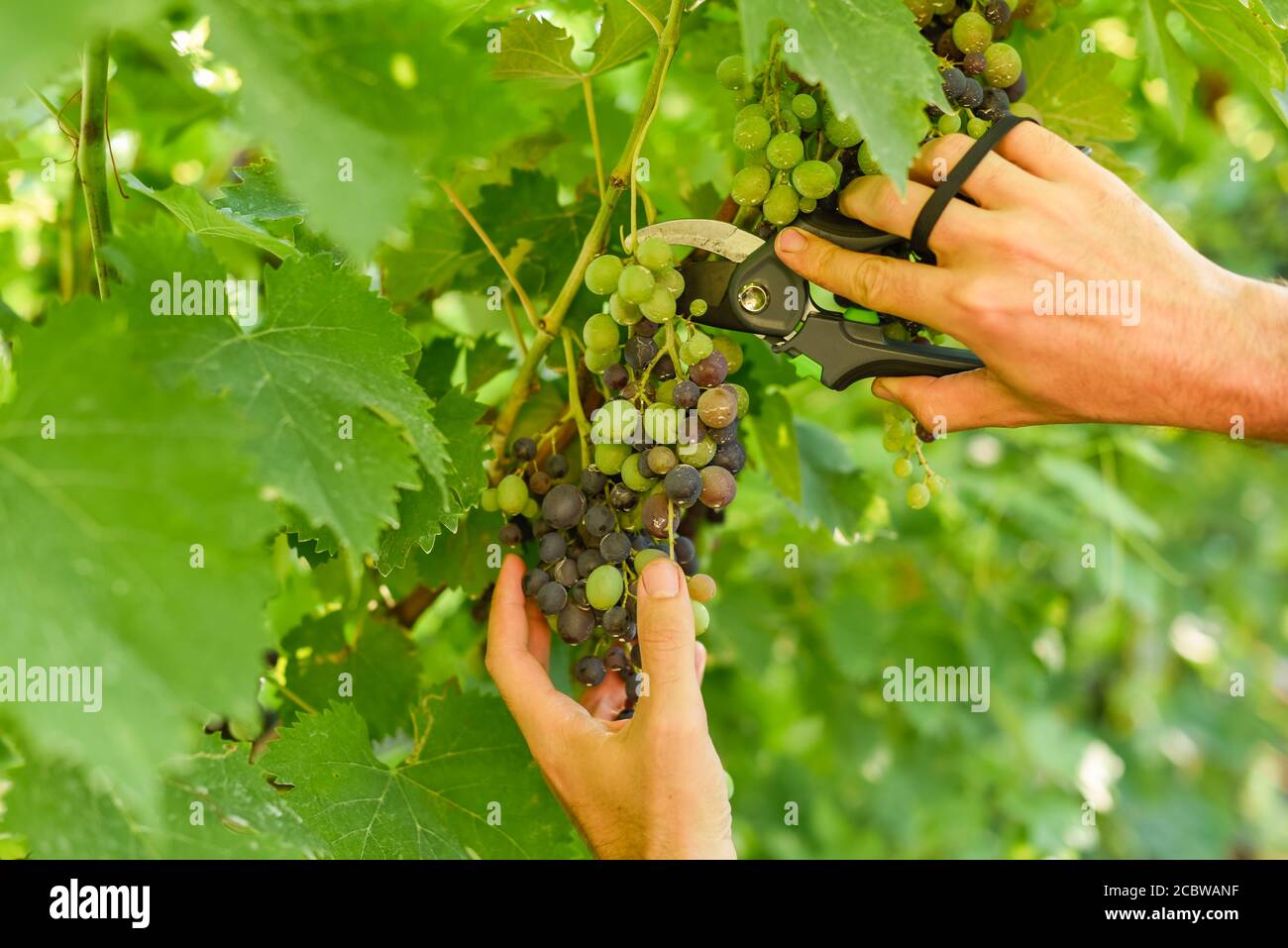 Male hand holding and cutting the grape cluster with garden scissors showing the semi ripened bunch of juicy and delicious black grapes Stock Photo