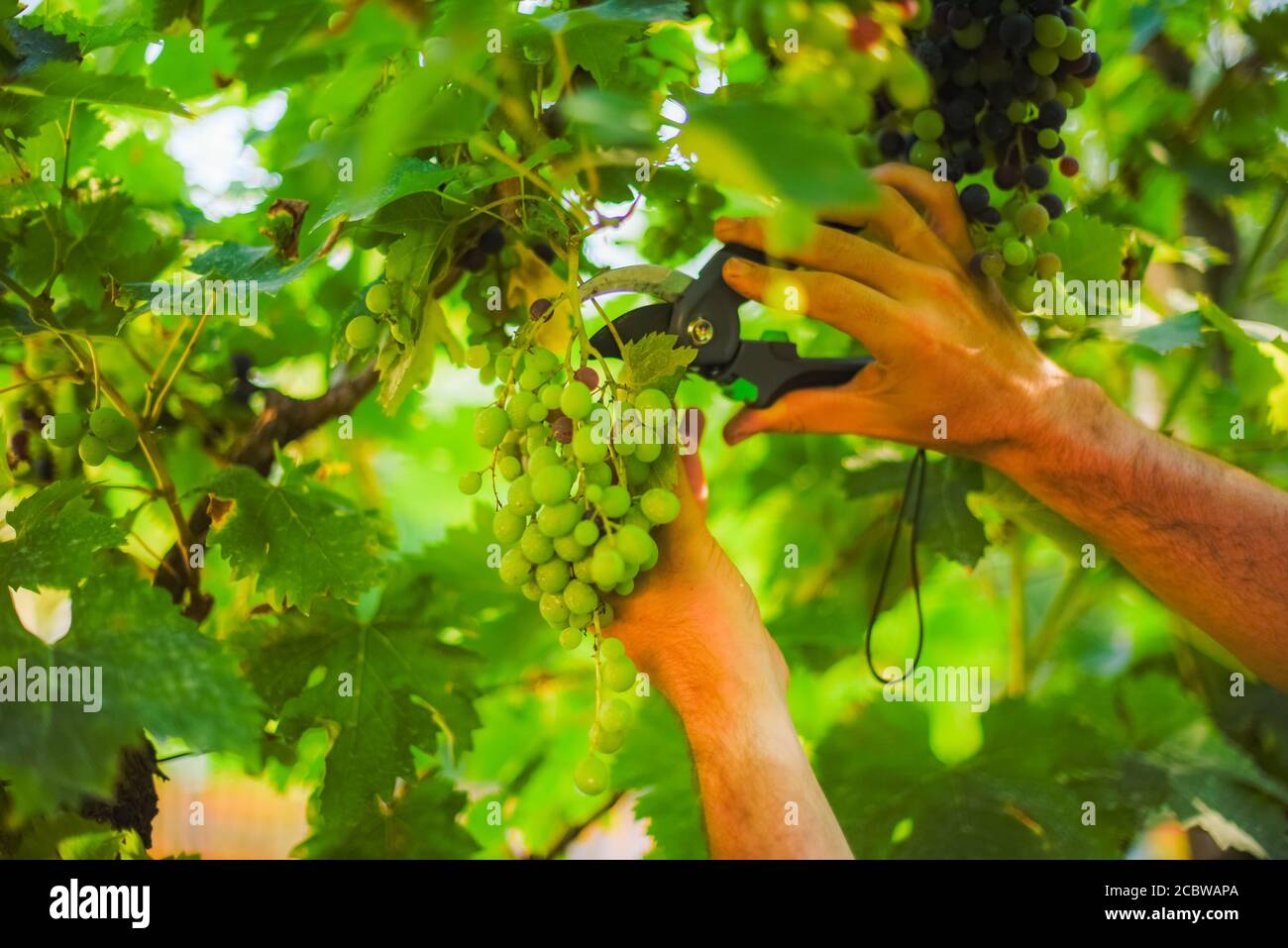 Brighter image of a male hand holding and cutting the grape leaf with garden scissors making the room for the ripened bunch of juicy grapes Stock Photo