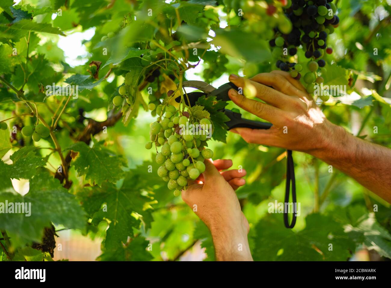 Male hand holding and cutting the grape leaf with garden scissors making the room for the ripened bunch of juicy and delicious white grape cluster Stock Photo